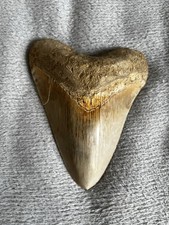 Dente megalodonte fossile usato  Bruneck