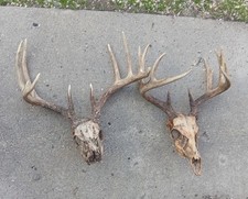 Two dark wild for sale  Devils Lake