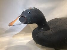 Bean scoter duck for sale  Deep River