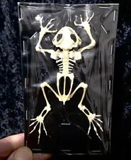 Toad skeleton. genuine for sale  LLANELLI