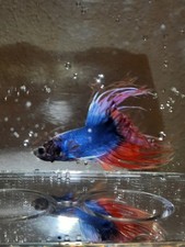 Betta fish high for sale  Boardman