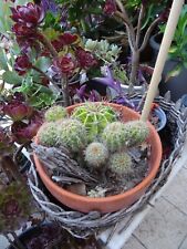 Lot cacté plantes d'occasion  Saint-Cyprien