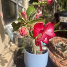 desert rose for sale  Hollywood