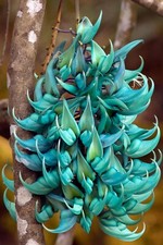 Climbing jade vine for sale  Fort Worth