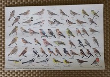 Rspb official educational for sale  YORK