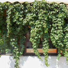 Virginia creeper. plant. for sale  LLANDYSUL