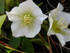 Stock helleborus hellebore for sale  NORWICH