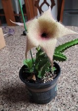 Large cactus stapelia for sale  Mission