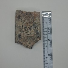 Baculite ammonite fossil for sale  Portland