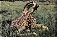 Afrika giraffe 4419608 gebraucht kaufen  Berlin