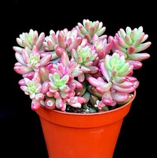 Sedum rubrotinctum pink for sale  LEIGH