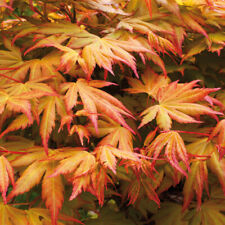 Acer palmatum orange for sale  PETERBOROUGH