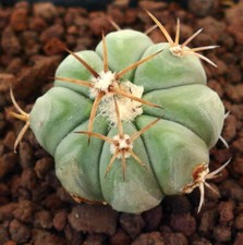 Echinocactus horizonthalonius  usato  Napoli