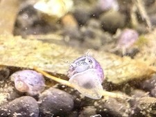 Presale baby purple for sale  Oxford