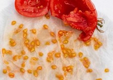 Graines tomates cerises d'occasion  Angers-