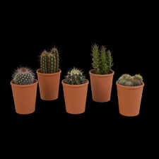 Kakteenmischung terracotta pot gebraucht kaufen  Mettingen