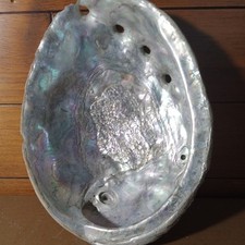 Wide abalone shell for sale  Alturas