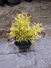 Small dwarf conifer for sale  CHORLEY