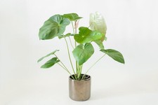 Pink flower anthurium for sale  USA
