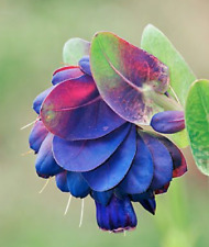 Seeds cerinthe major for sale  SOLIHULL