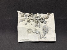Fossil killer pyrite d'occasion  Expédié en Belgium