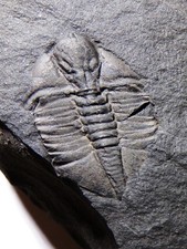 British trilobite ampyx for sale  TELFORD