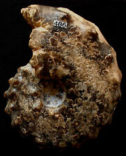 Ammonite mammites nodosoides d'occasion  La Chapelle-Saint-Luc