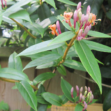 Lonicera henryi henry for sale  UK