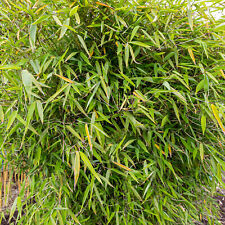 Fargesia pingwu hardy for sale  UK