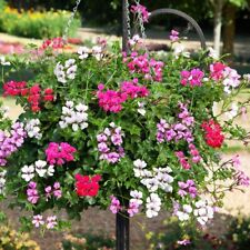 Basket trailing geranium for sale  NEWARK