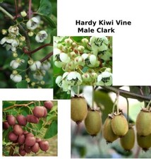 Hardy kiwi vine for sale  Danielson