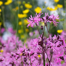 Ragged robin wildflower for sale  STRABANE
