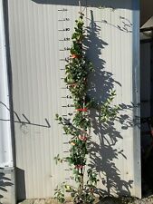 Piante rincosperma h150 usato  Maddaloni