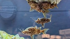 Upside catfish 1.5 for sale  Wimauma