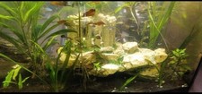 Aquarium 80x50x35cm 140l gebraucht kaufen  Mannheim