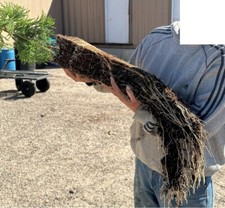 Piltz giant sequoia for sale  Portland