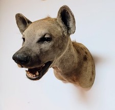 Taxidermy cabinet curiosites usato  Roma