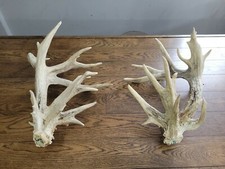 Whitetail deer antler for sale  Sandwich