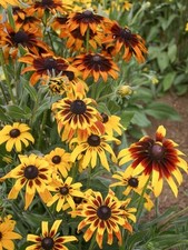 Lot grainesrudbeckie gloriosa d'occasion  Chazelles