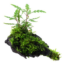 Aquarium pflanze hygrophila gebraucht kaufen  Worms