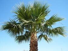 Year old washington for sale  North Las Vegas