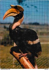 Animals birds calao d'occasion  Expédié en Belgium
