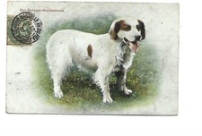 Illustration chien springer d'occasion  Toulon-