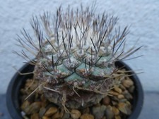 Strombocactus disciformis show for sale  PLYMOUTH