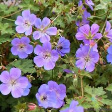 Rozanne geranium seeds for sale  Spring City