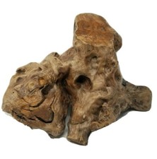 Gnarled stunning smooth for sale  Acworth