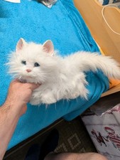 Fur real friends gebraucht kaufen  Gladbeck