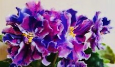 African violet plant. for sale  Summerville