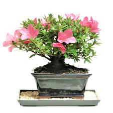 Brussel bonsai satsuki for sale  Sacramento