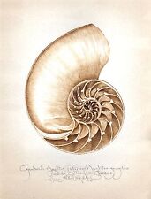 Ocean nautilus seashell for sale  Oakland